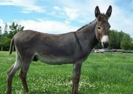 رؤية الحمار في المنام للمتزوجة